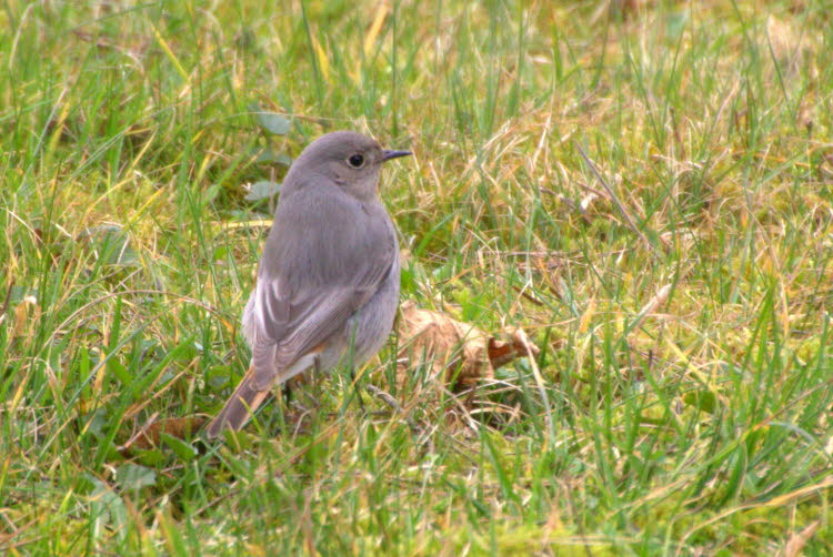 IMG_0603