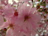 IMG_5896 (2)